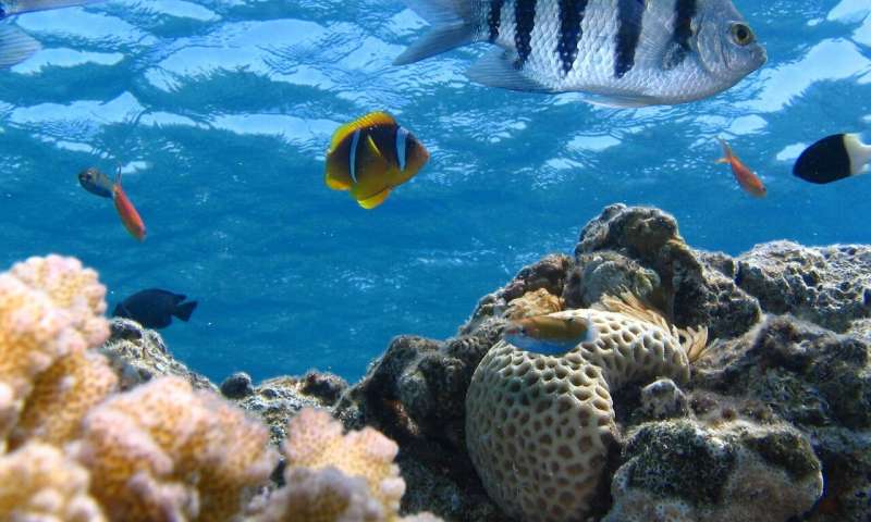 marineecosys_Pixabay-CC0 Public Domain